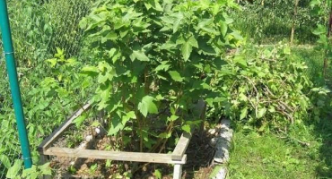 Jak vyrobit rekvizity a ploty vlastníma rukama pro rybízové ​​podvazky